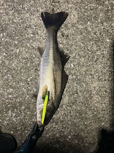 シーバスの釣果