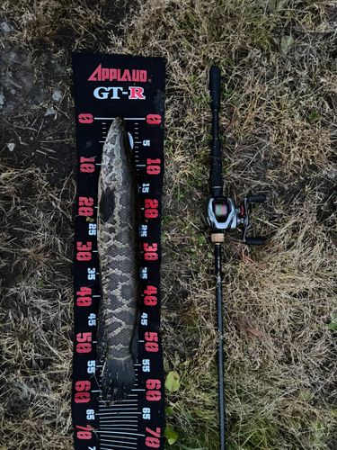 ライギョの釣果