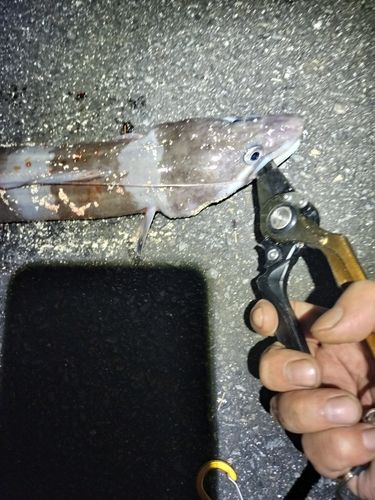 アナゴの釣果