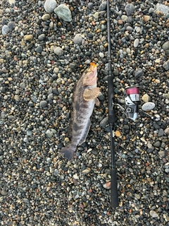 アイナメの釣果
