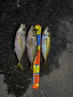 マアジの釣果