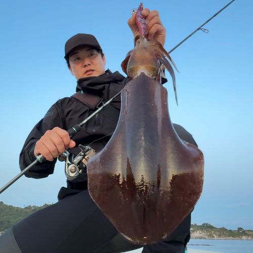 アオリイカの釣果