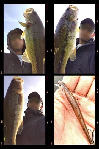 ブラックバスの釣果