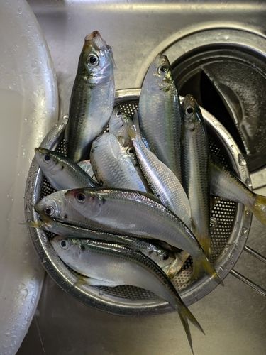 サッパの釣果