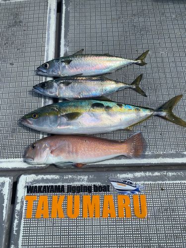 アマダイの釣果