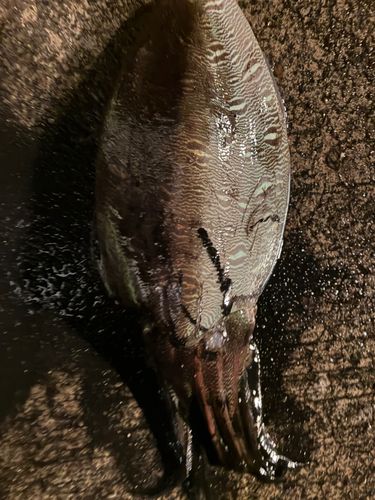 コウイカの釣果