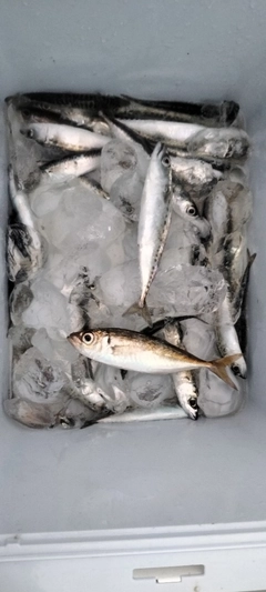 サバの釣果