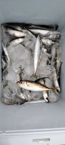 サバの釣果