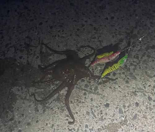 タコの釣果