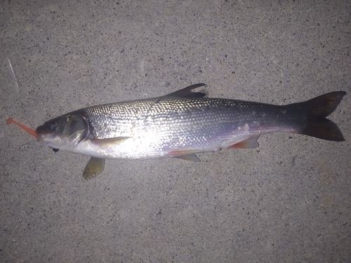 ウグイの釣果