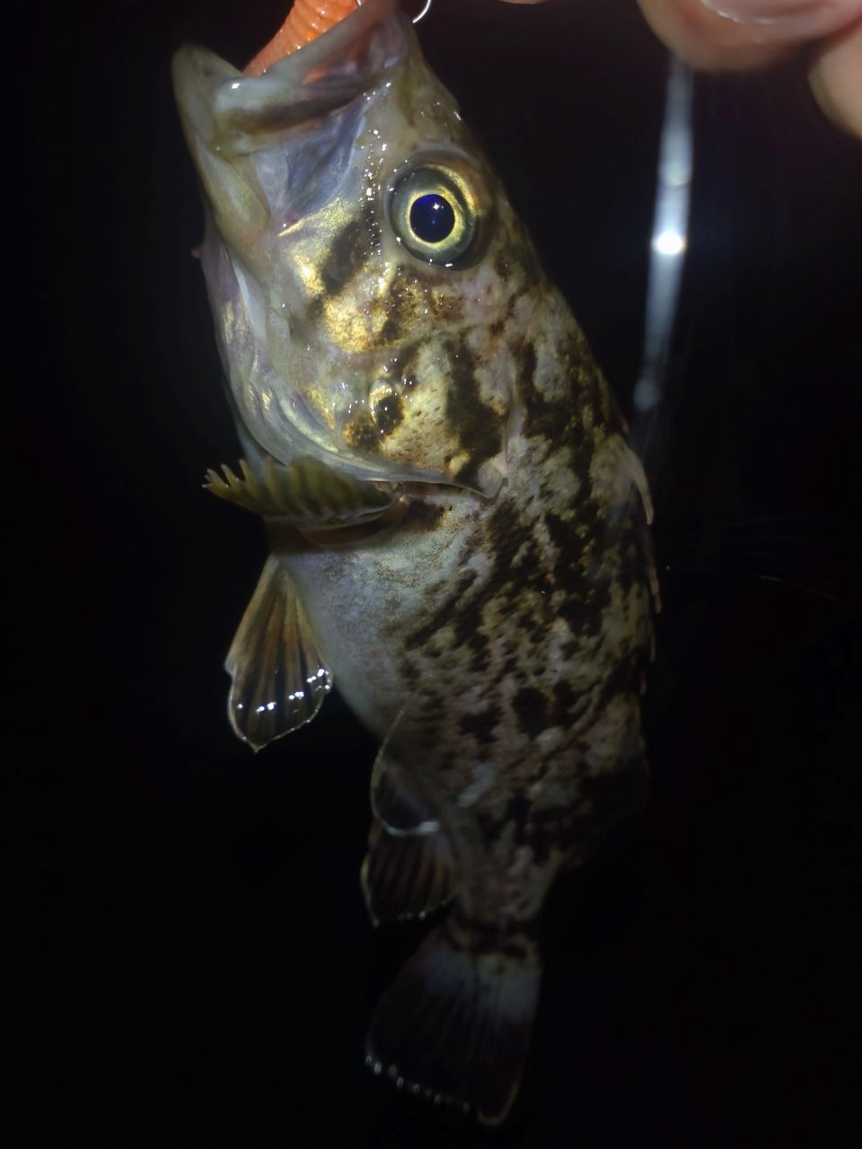 ウグイ