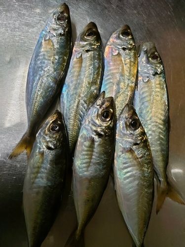 アジの釣果