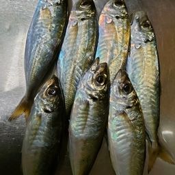 アジ