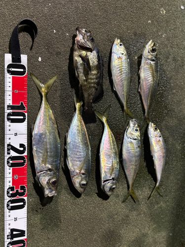 アジの釣果
