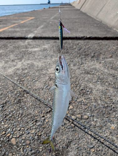 サバの釣果