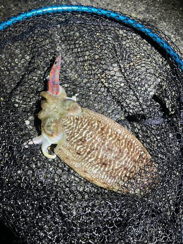 コウイカの釣果