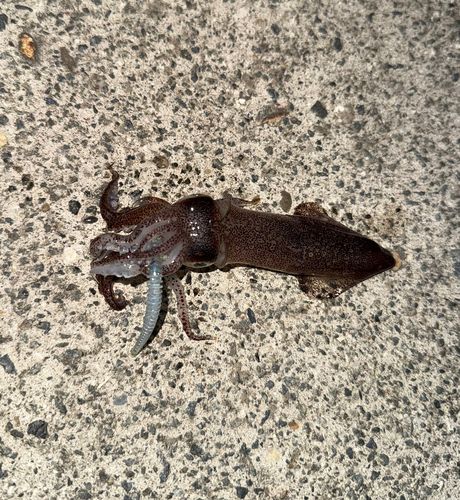 イカの釣果