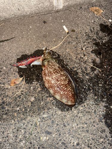 コウイカの釣果