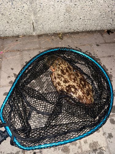 モンゴウイカの釣果