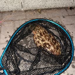 モンゴウイカ