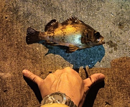 クロメバルの釣果