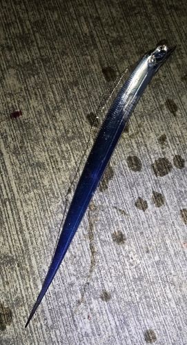 タチウオの釣果