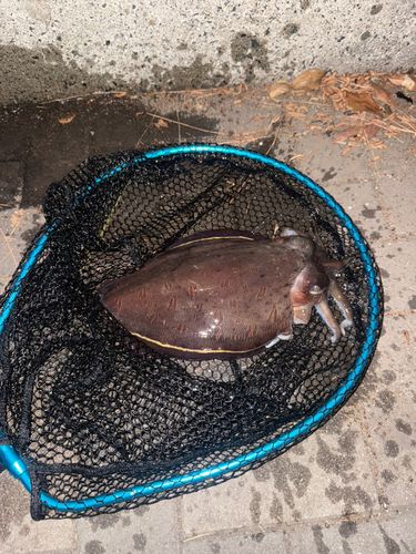 モンゴウイカの釣果