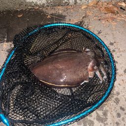 モンゴウイカ