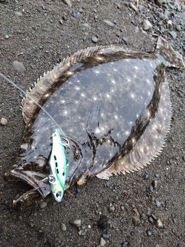 ソゲの釣果