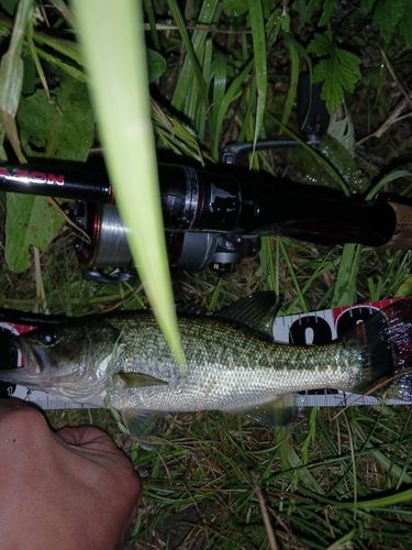 ラージマウスバスの釣果