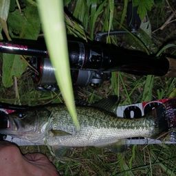 ラージマウスバス