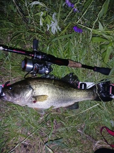 ラージマウスバスの釣果
