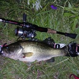 ラージマウスバス