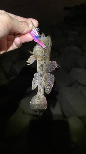 ウロハゼの釣果