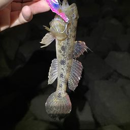 ウロハゼ