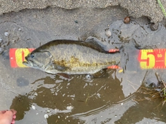 スモールマウスバスの釣果