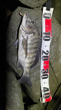 チヌの釣果