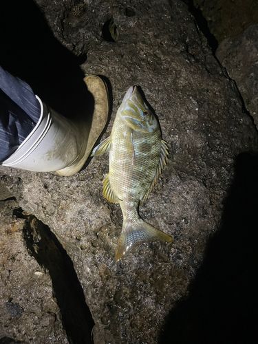 タマンの釣果