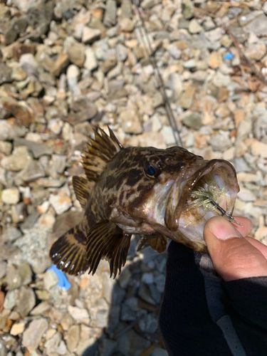 タケノコメバルの釣果