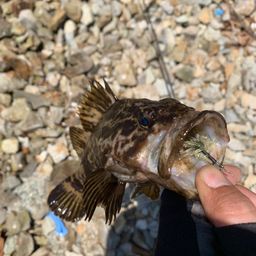 タケノコメバル