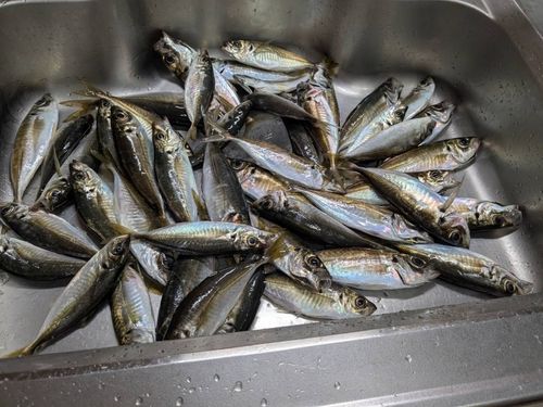 アジの釣果