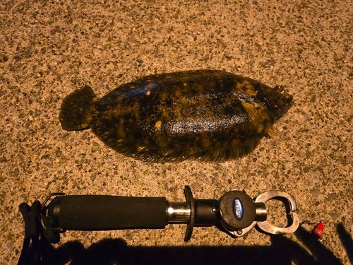 カレイの釣果