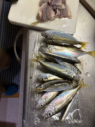 アジの釣果