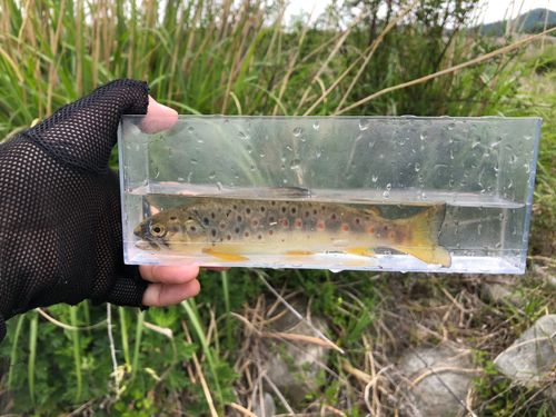 ブラウントラウトの釣果