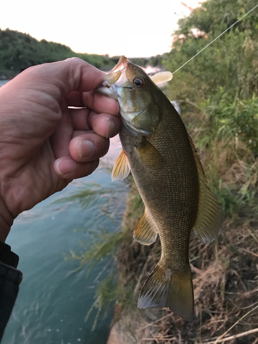 スモールマウスバスの釣果