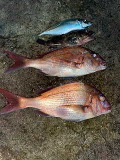 タイの釣果