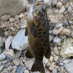 スモールマウスバス