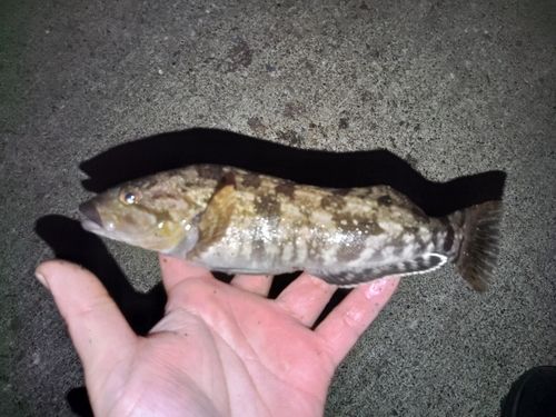 アイナメの釣果