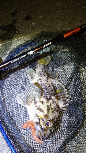 オウゴンムラソイの釣果