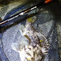 オウゴンムラソイ